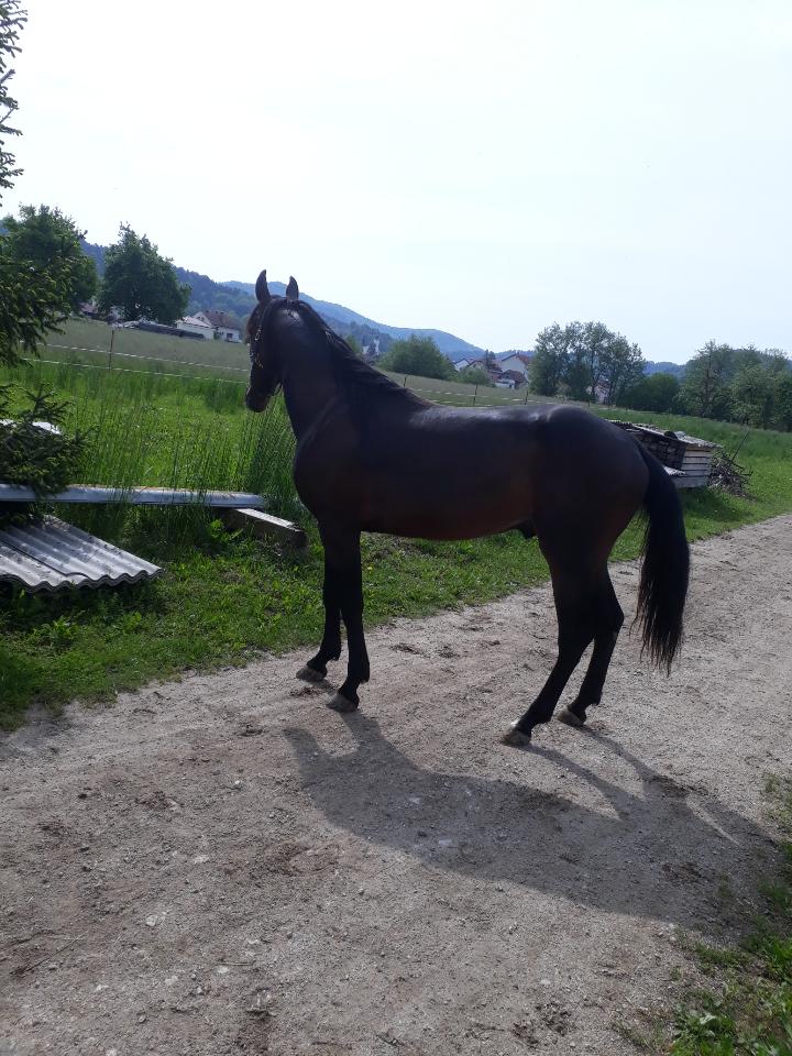 Resized_20190511_101746_6688.jpeg