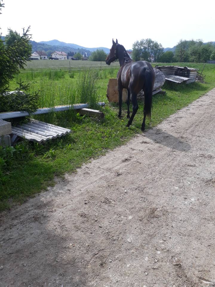 Resized_20190511_101758_7530.jpeg